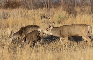 Colorado 'da sonbahar monotonluğu sırasında geyik ve geyik.