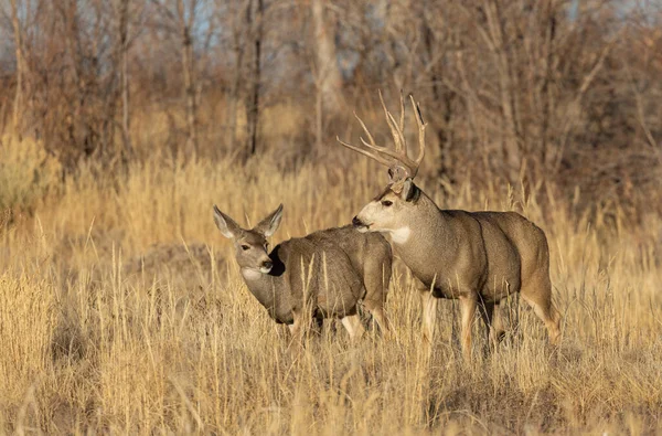 Mule Deer Buck Doe Fall Rut Colorado — стокове фото