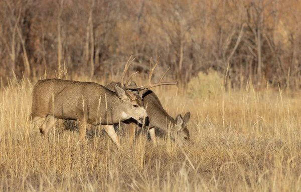 Mule Deer Buck Doe Fall Rut Colorado — Fotografia de Stock