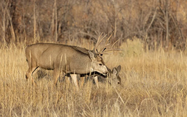 Mule Deer Buck Doe Fall Rut Colorado — Fotografia de Stock