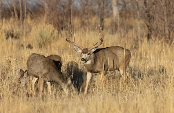 Mule Deer Buck Doe Fall Rut Colorado — Foto de Stock