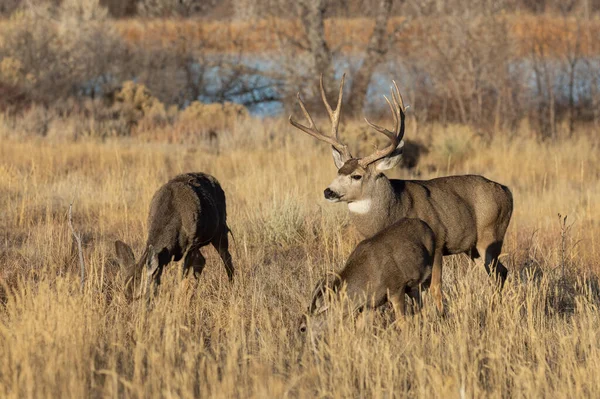 Een Ezel Hert Buck Doe Tijdens Herfst Bronst Colorado — Stockfoto
