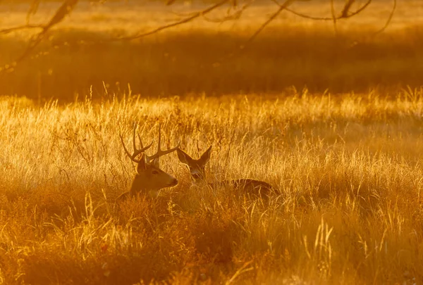 Mule Deer Buck Doe Bedded Sunrise Fall Rut Colorado — Stock Photo, Image