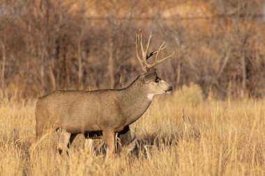 Sonbaharda Colorado 'da tekdüze bir geyik sürüsü