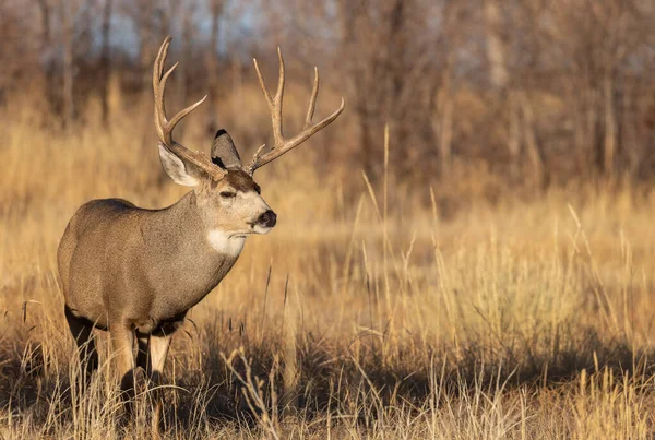 Cervo Mulo Buck Durante Carreggiata Colorado Autunno — Foto Stock