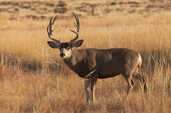 Cervo Mulo Buck Durante Carreggiata Colorado Autunno — Foto Stock