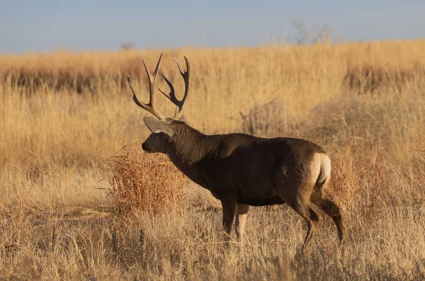 Cervo Mulo Buck Durante Carreggiata Colorado Autunno — Foto Stock