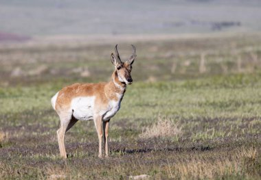Utah çölünde bir antilop.