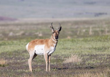 Utah çölünde bir antilop.