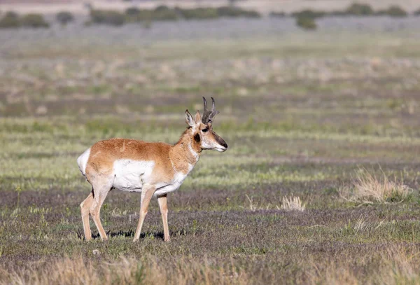 Pronghorn Antelope Buck Utah Desert — Stock Photo, Image