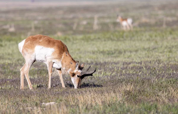 Egy Kürt Antilop Bak Utah Sivatagban — Stock Fotó