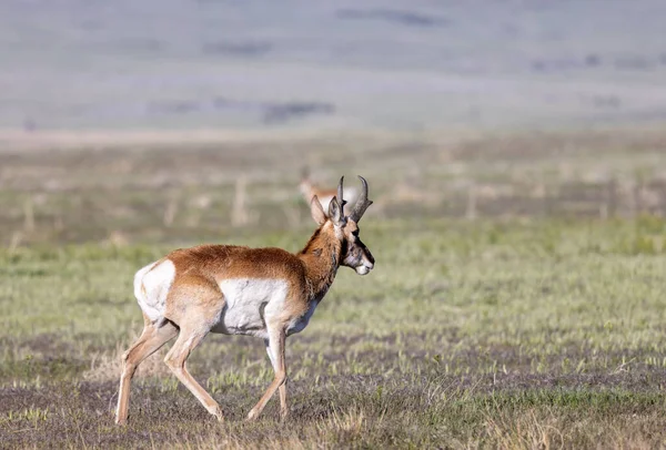 Bouc Antilope Pronghorn Dans Désert Utah — Photo