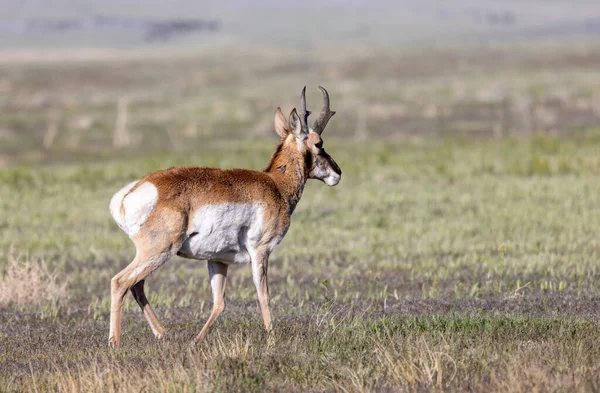 Utah çölünde bir antilop.