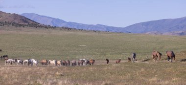 Baharda Utah çölünde vahşi at sürüsü.
