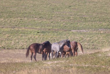 Baharda Utah çölünde vahşi at sürüsü.