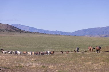 Baharda Utah çölünde vahşi at sürüsü.