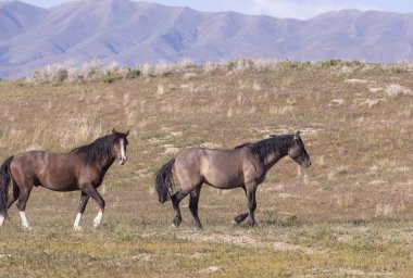 Baharda Utah çölünde vahşi atlar