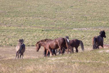 Baharda Utah çölünde vahşi at sürüsü.