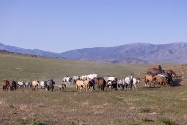 Baharda Utah çölünde vahşi at sürüsü.