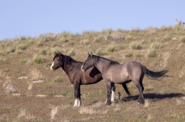 Baharda Utah çölünde vahşi atlar