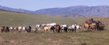 Baharda Utah çölünde vahşi at sürüsü.