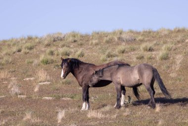 Baharda Utah çölünde vahşi atlar