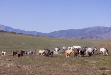 Baharda Utah çölünde vahşi at sürüsü.