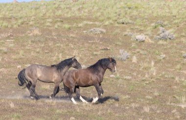 Baharda Utah çölünde vahşi atlar