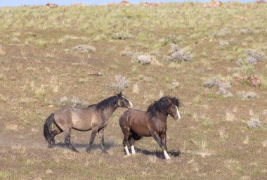 Baharda Utah çölünde vahşi atlar