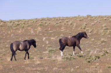 Baharda Utah çölünde vahşi atlar
