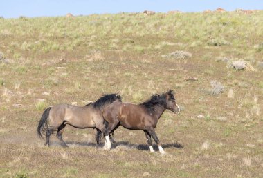 Baharda Utah çölünde vahşi atlar