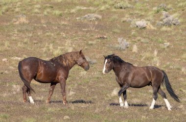 Baharda Utah çölünde vahşi atlar