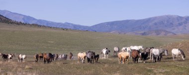 Baharda Utah çölünde vahşi at sürüsü.