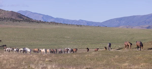 Baharda Utah çölünde vahşi at sürüsü.