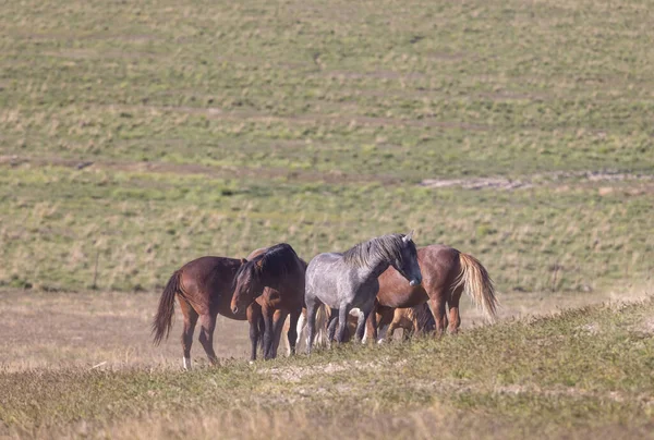 Baharda Utah çölünde vahşi at sürüsü.