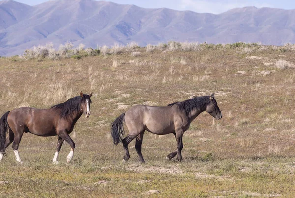 Baharda Utah çölünde vahşi atlar