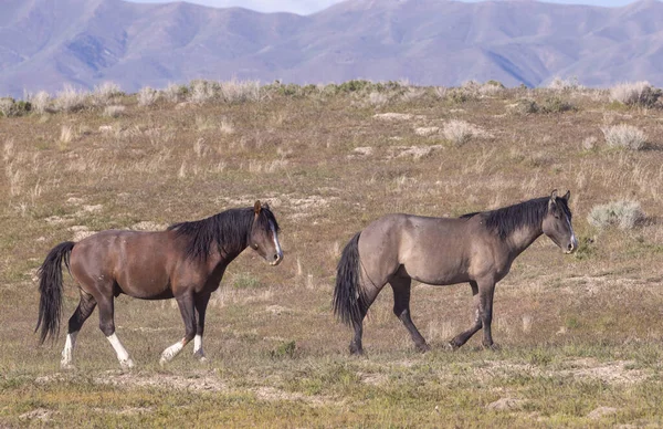 Baharda Utah çölünde vahşi atlar