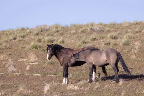 Baharda Utah çölünde vahşi atlar