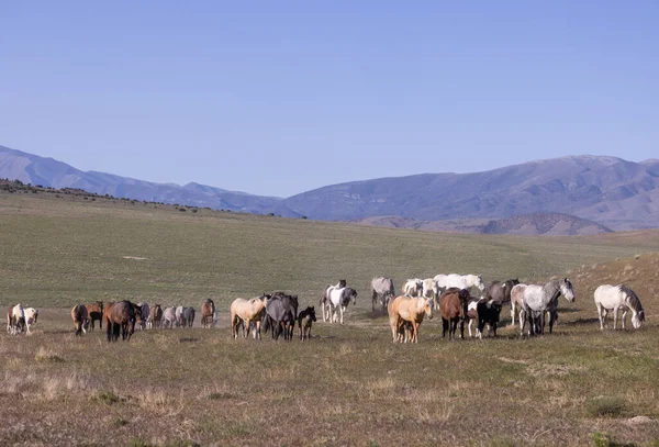 Baharda Utah çölünde vahşi at sürüsü.