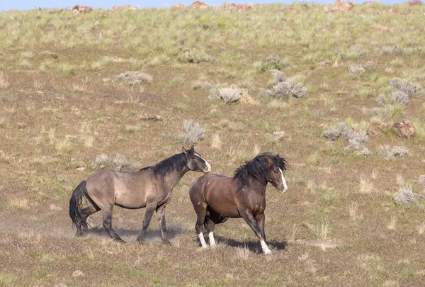 Baharda Utah çölünde vahşi atlar