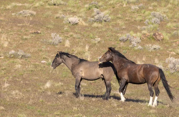 Baharda Utah çölünde vahşi atlar