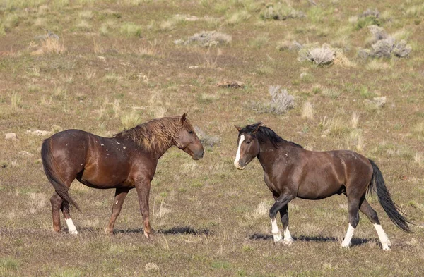 Baharda Utah çölünde vahşi atlar
