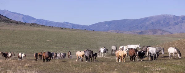 Baharda Utah çölünde vahşi at sürüsü.