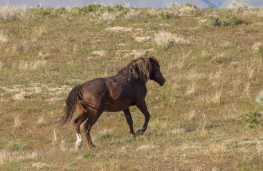 Utah çölünde ilkbaharda görkemli bir vahşi at.