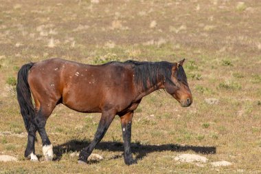 Utah çölünde ilkbaharda görkemli bir vahşi at.