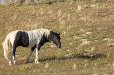 Utah çölünde ilkbaharda görkemli bir vahşi at.