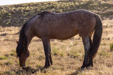 Utah çölünde ilkbaharda görkemli bir vahşi at.