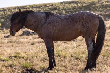 Utah çölünde ilkbaharda görkemli bir vahşi at.