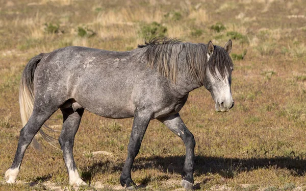 Majestoso Cavalo Selvagem Primavera Deserto Utah — Fotografia de Stock