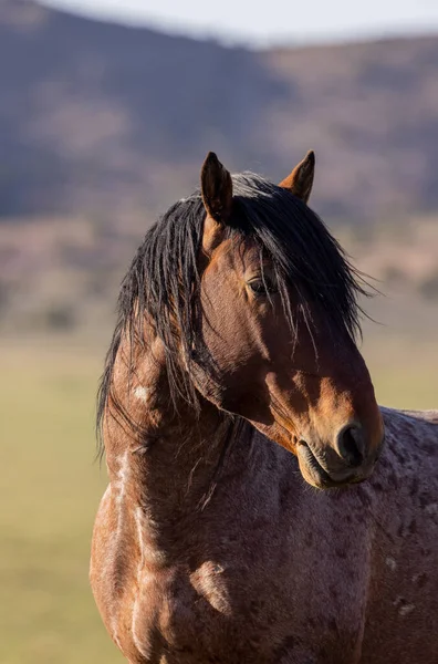 Majestuoso Caballo Salvaje Primavera Desierto Utah — Foto de Stock